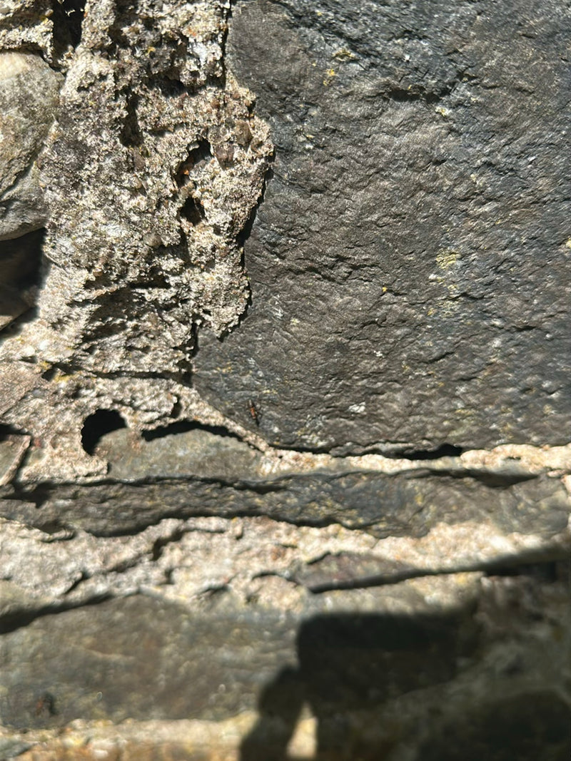 Rode gazonmier — Bild 4