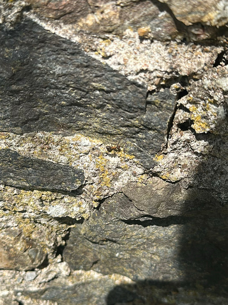 Rode gazonmier — Bild 3