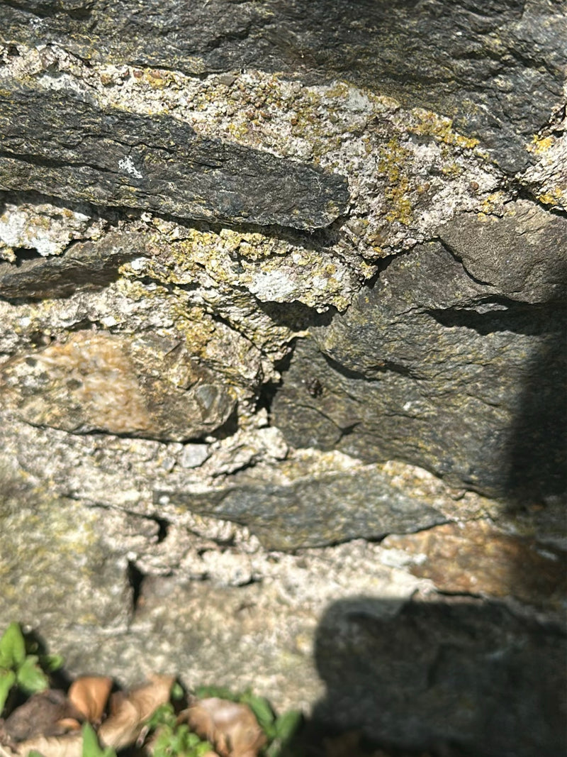 Rode gazonmier — Bild 2