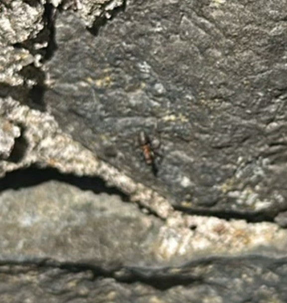 Rode gazonmier — Bild 1