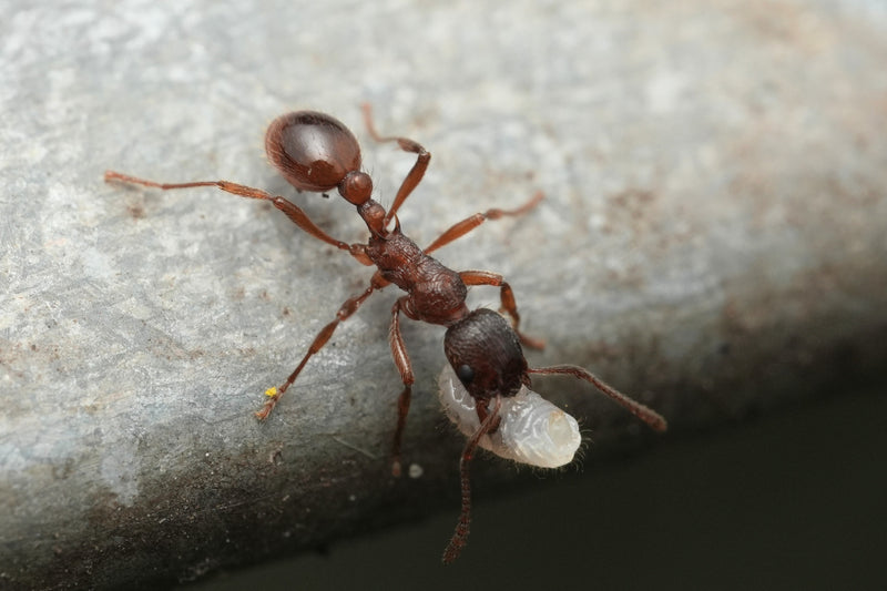Een Myrmica rubra mier loopt over een grijs oppervlak en draagt een witte larve in haar kaken.