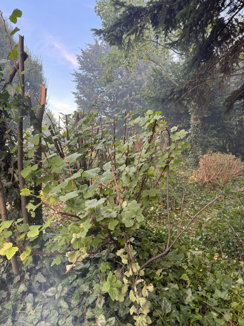 krenten — Bild 1