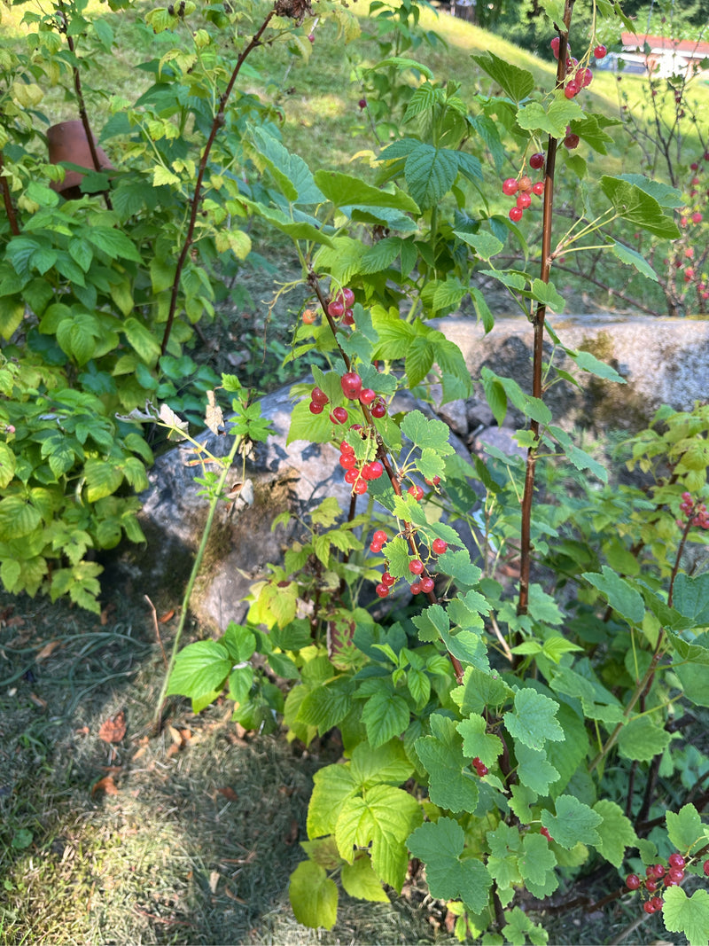 De afbeelding toont een rode aalbessenstruik vol met rijpe vruchten en groene bladeren. De plant groeit in een tuin voor een stenen muur.