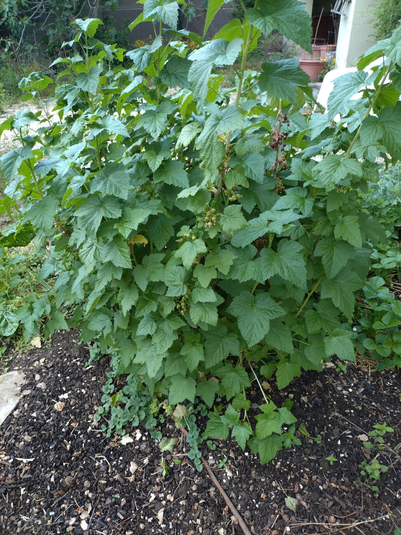 De afbeelding toont een weelderige aalbessenstruik met talrijke groene bladeren. De plant staat in een tuin op donkere grond.