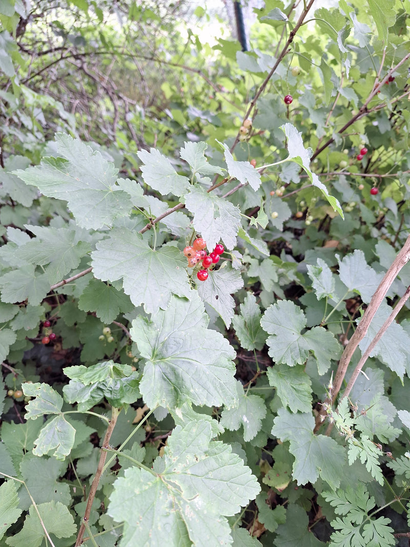De afbeelding toont een tak van de rode bes met typische gelobde bladeren en rode bessen. De plant groeit in een natuurlijke omgeving.