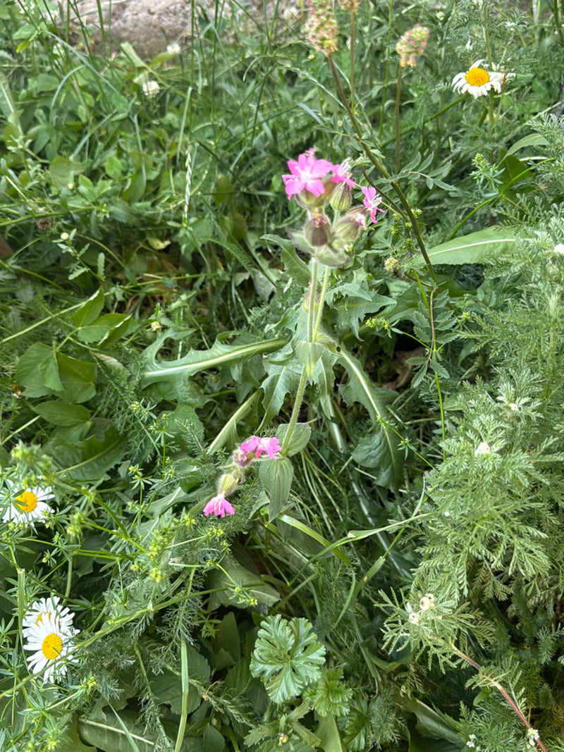 Rode anjer — Bild 1