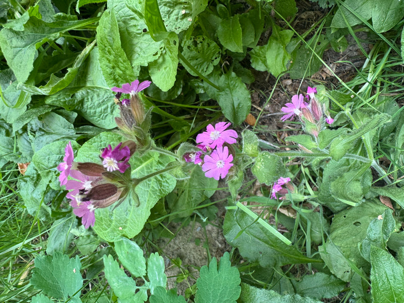 Een bloeiende dagkoekoeksbloem met opvallende roze bloemblaadjes en behaarde kelken groeit tussen kruidachtige vegetatie.