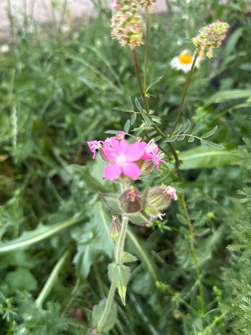 Rode anjer — Bild 3