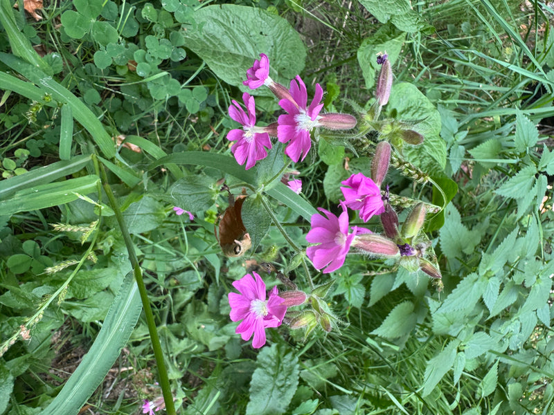 Verschillende felroze bloemen van de dagkoekoeksbloem met behaarde kelken tussen weelderige graslandvegetatie.