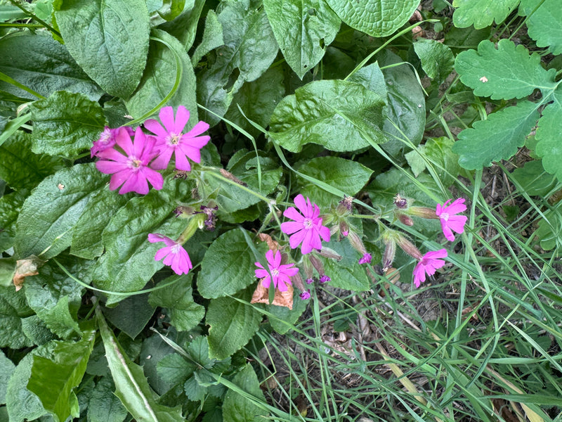 Een bloeiende dagkoekoeksbloem met helderroze bloemen groeit tussen dicht groen gebladerte en gras.