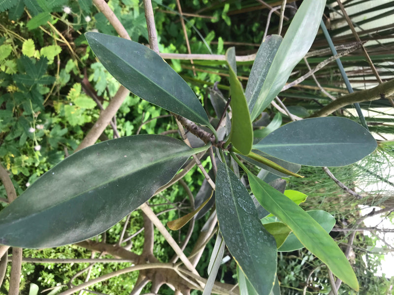 Rote Mangrove — foto 2 van 2