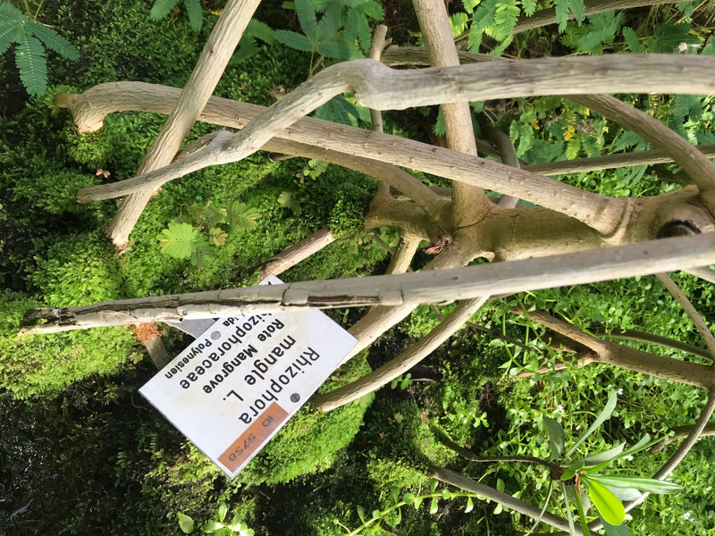 Rote Mangrove — foto 1 van 2