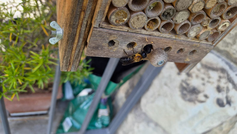 Een gehoornde metselbij zit op een houten insectenhotel en onderzoekt de gaatjes. Ze vertoont de typische roodbruine behaardheid.