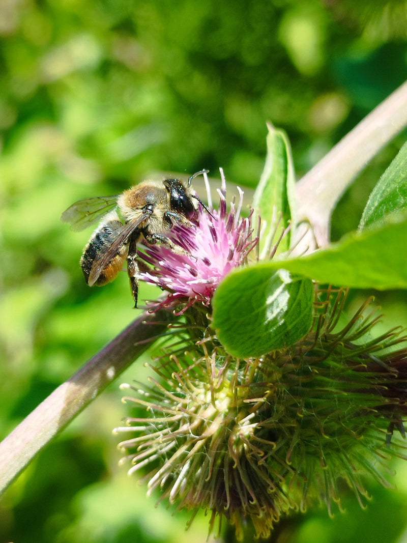 Een gehoornde metselbij zit op een paarse bloem en verzamelt nectar of pollen. De opname toont het insect van de zijkant te midden van groen blad.
