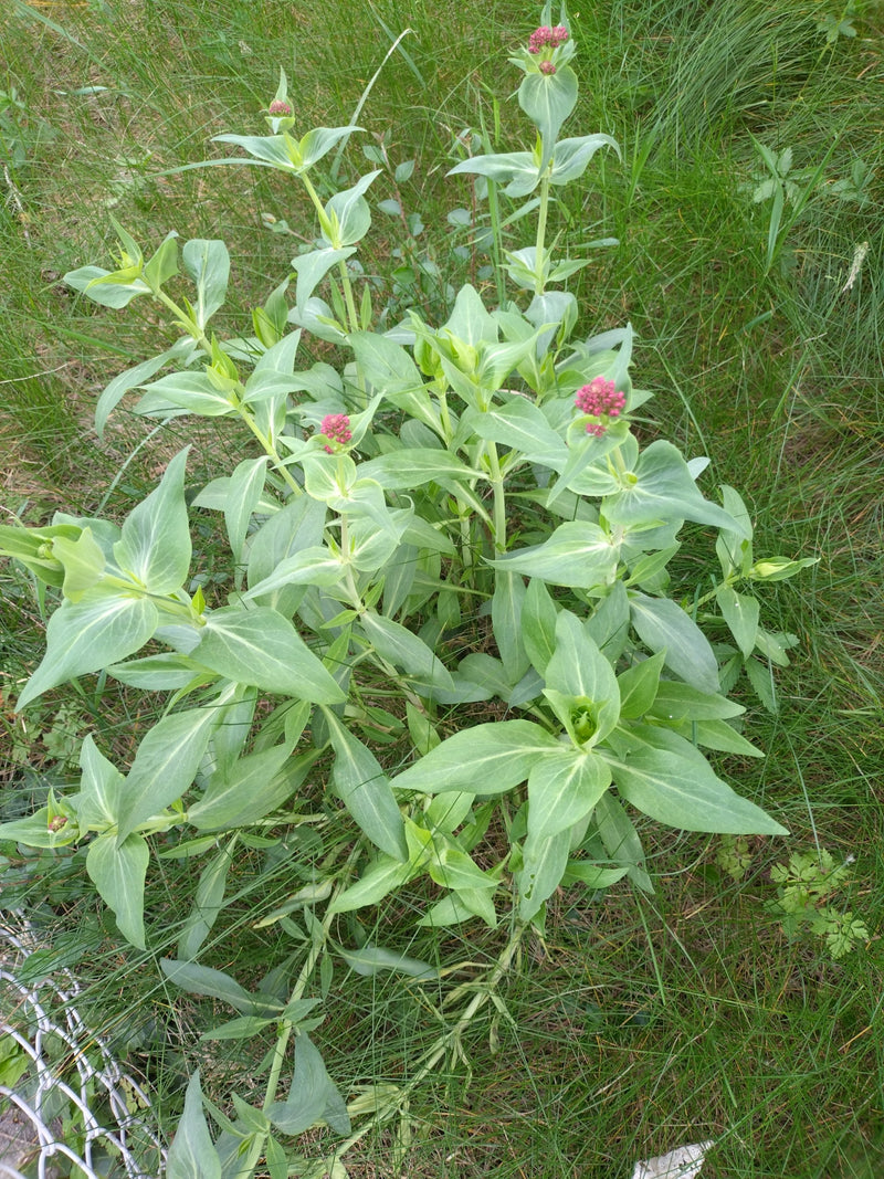 Rode spoorbloem — Bild 2