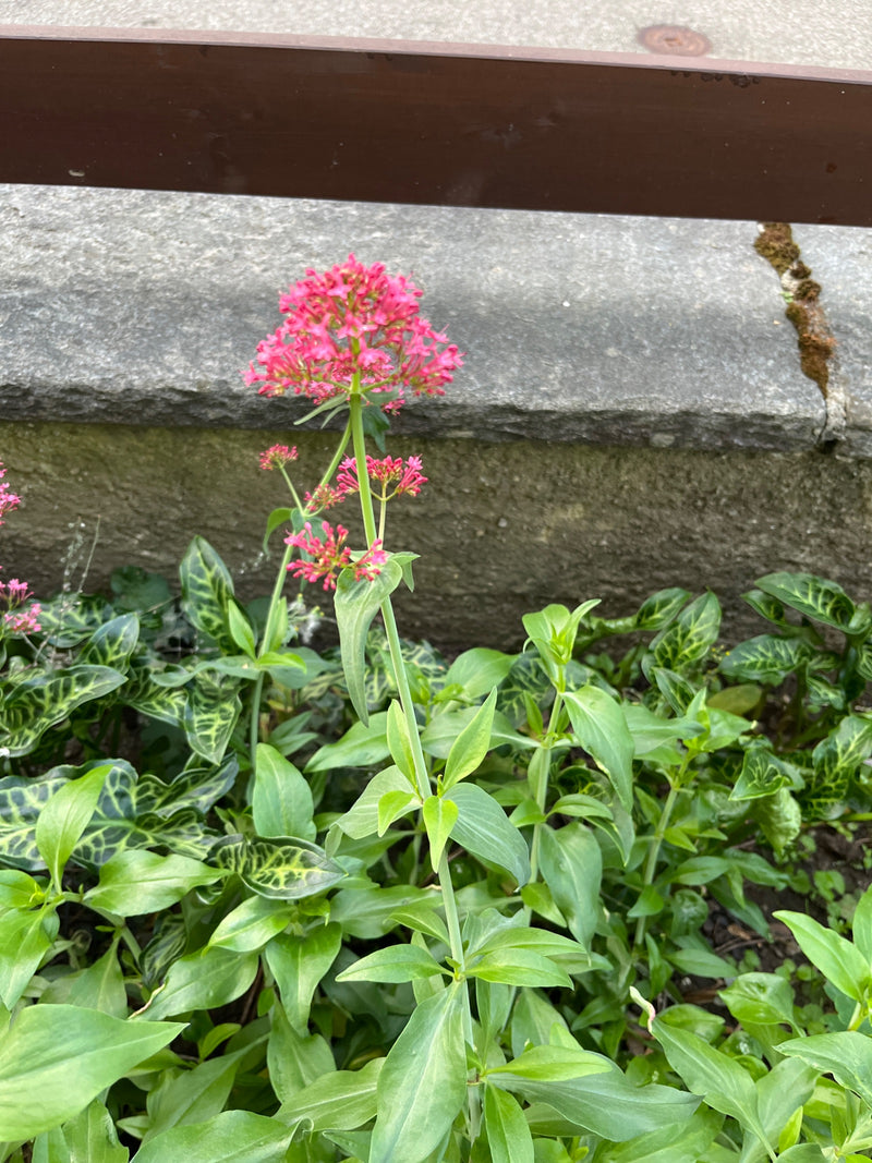 Een bloeiende rode spoorbloem met felroze bloemen groeit voor een laag stenen muurtje.