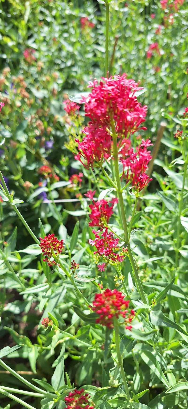 Er is een rode spoorbloem te zien met opvallende, dichte rode bloeiwijzen en groene bladeren. De plant staat in een natuurlijke omgeving.