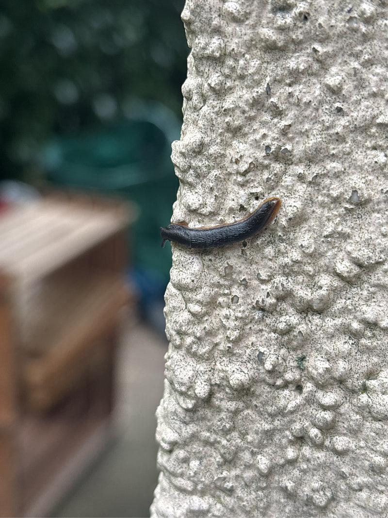 Rote Wegschnecke — foto 1 van 1