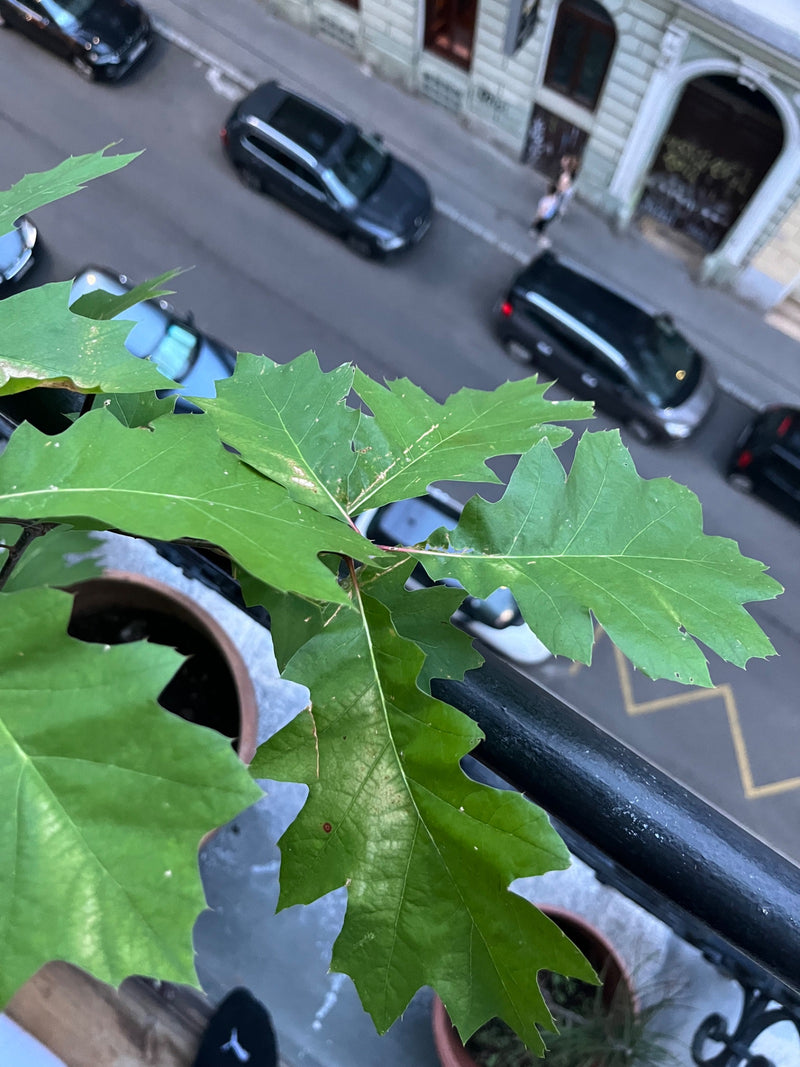 Rode eik — Bild 1