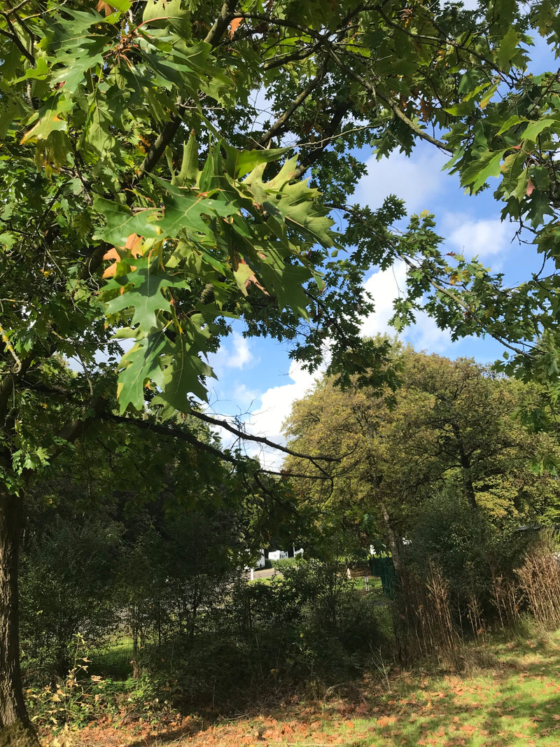 Takken van een Amerikaanse eik met opvallend gelobde groene bladeren tegen een zonnige lucht.