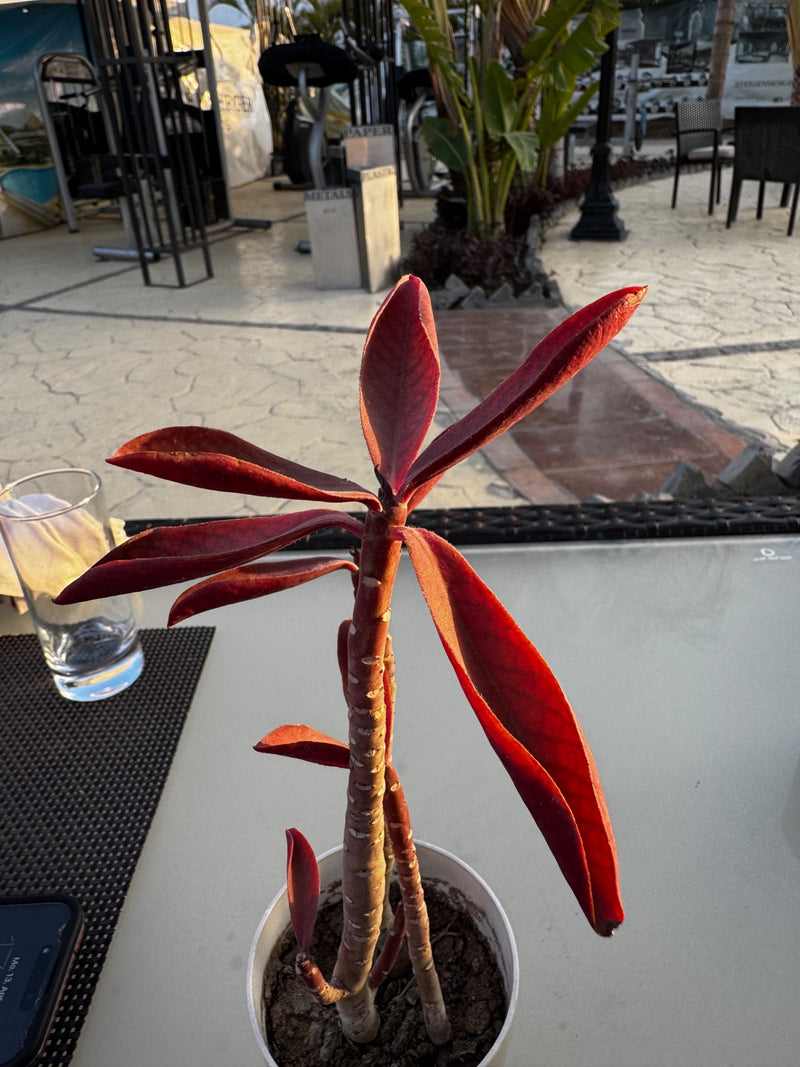 Rode Afrikaanse milkbush — Bild 1