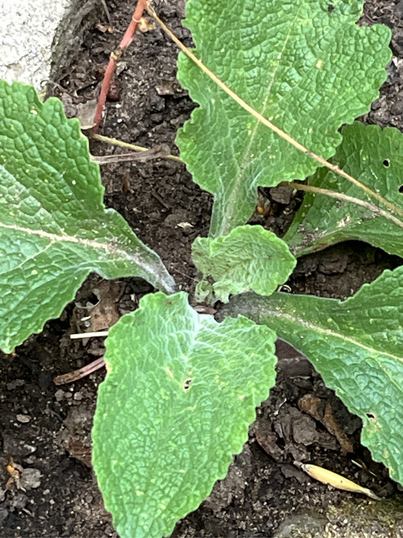 Een jonge bladrozet van het vingerhoedskruid is te zien, van dichtbij van bovenaf gefotografeerd op donkere grond. De typisch genaderde, groene bladeren groe...