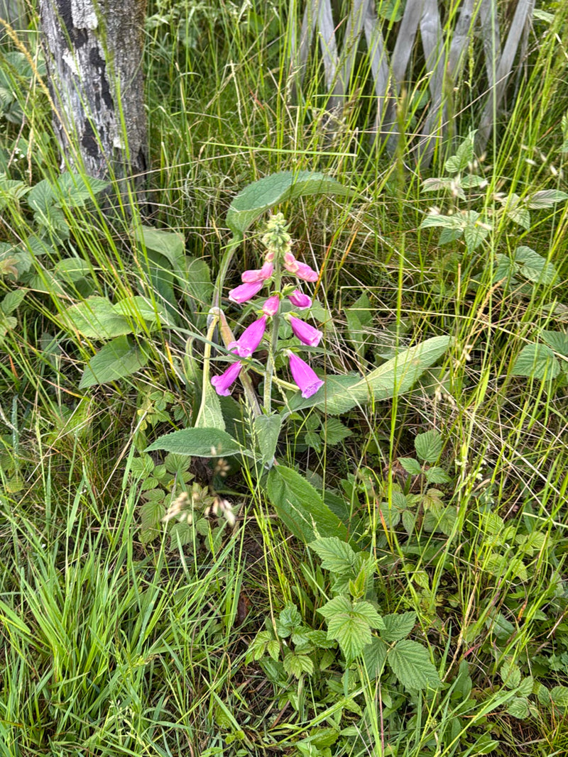 Te zien is een bloeiende plant van de rode vingerhoedskruid met karakteristieke purperroze bloemen in een weide. De plant staat te midden van hoog gras en an...
