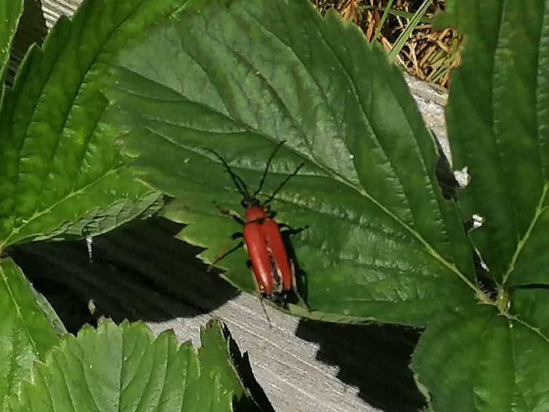 Roodhalsbok — Bild 1