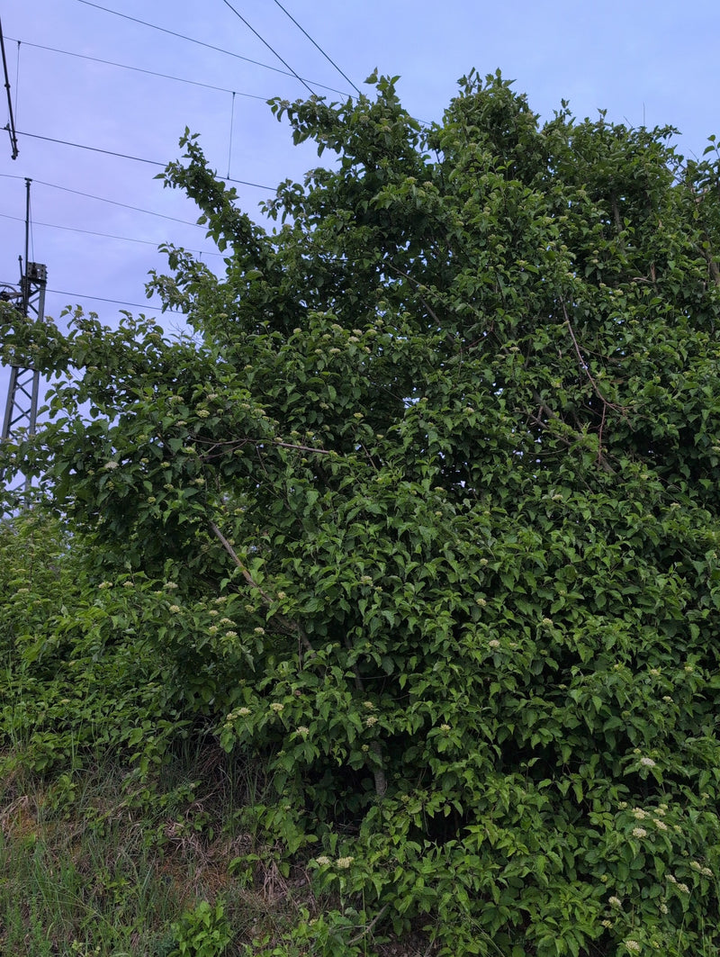Te zien is een grote, dichtbegroeide rode kornoelje in volle bloei. Op de achtergrond is een bewolkte hemel met elektriciteitsmasten en -kabels te zien.