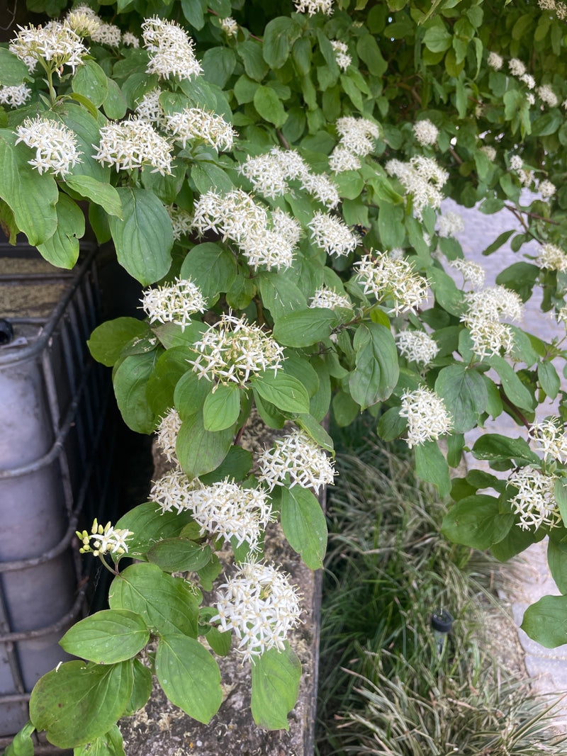 De afbeelding toont een bloeiende kornoelje met talrijke witte bloemwijzen en groene bladeren. De opname toont een tak van de struik van dichtbij.