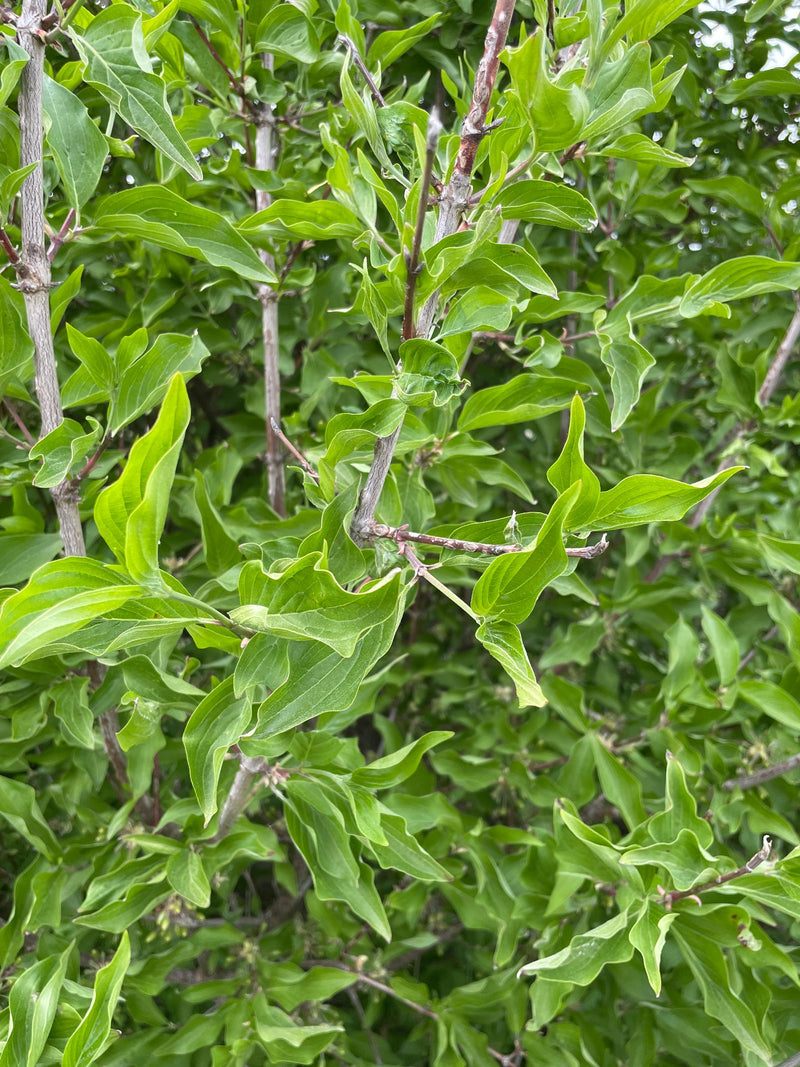 De afbeelding toont de groene bladeren en vertakte takken van een kornoelje in de zomer. De typische tegenover elkaar staande bladstand is duidelijk zichtbaar.