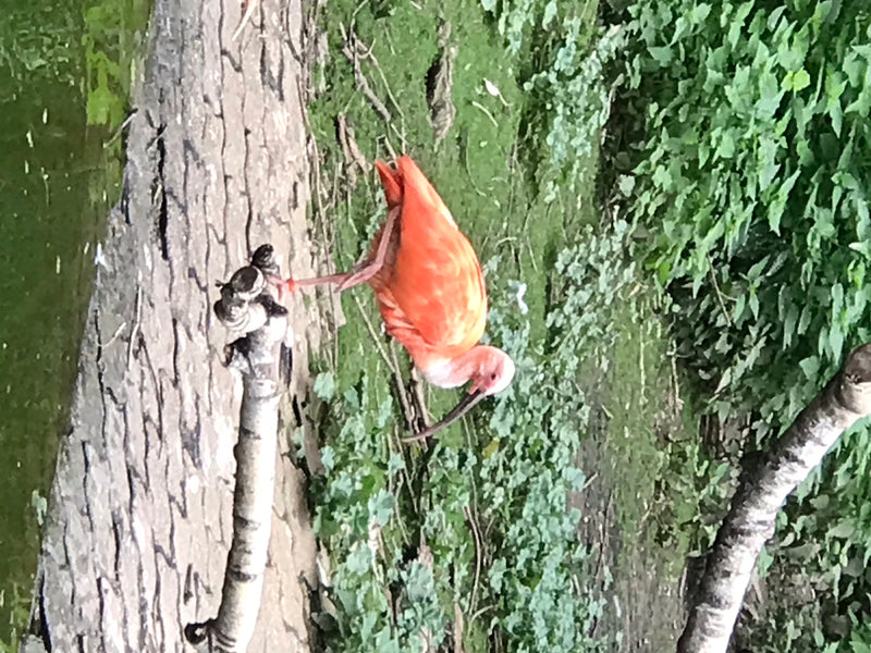 Roter Ibis — foto 1 van 2