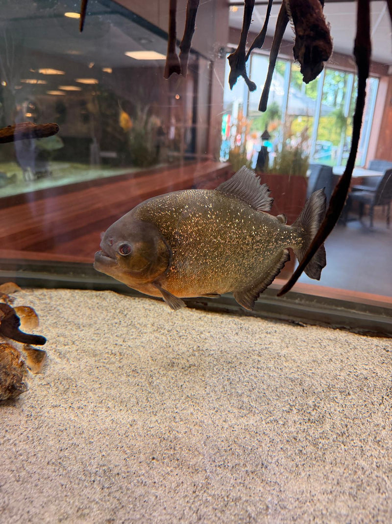 Roter Piranha — Bild 1