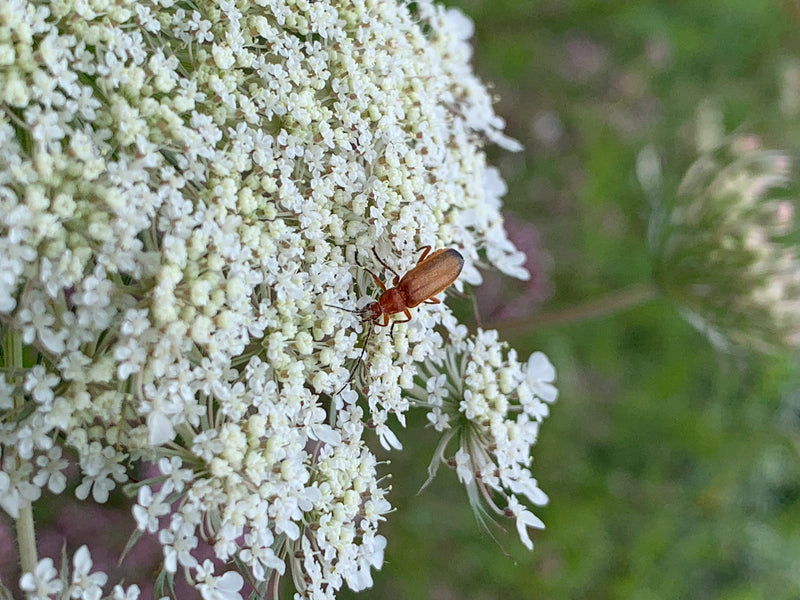 Een rode soldaatkever zit op de kleine witte bloempjes van een schermbloemige. Het insect rust op de plant, waarbij de kenmerkende roodbruine dekschilden goe...