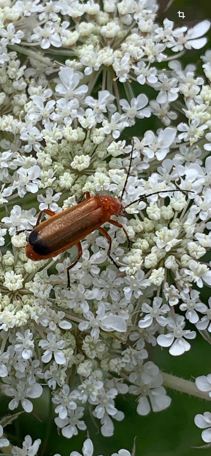 Een rode soldaatkever zit op een scherm van witte bloemen. Hij is goed te herkennen aan zijn roodbruine dekschilden en zwarte achterlijfspunt.