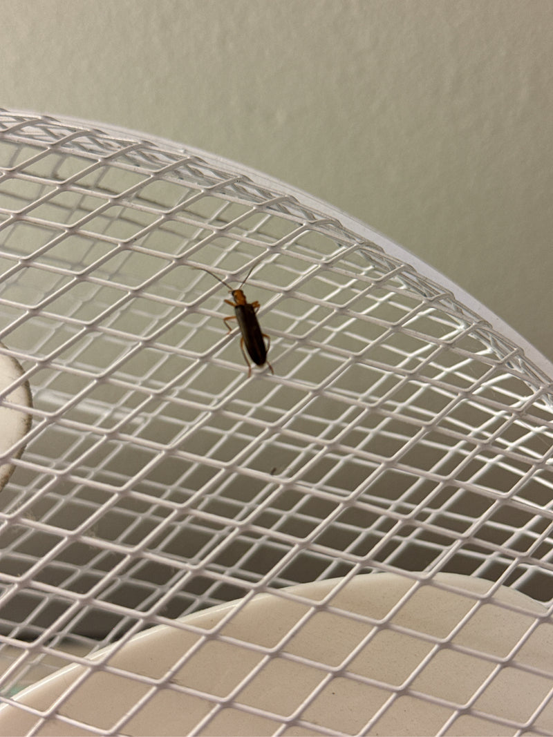 Een rood soldierkever zit op een wit metalen rooster. Het insect is van bovenaf te zien.