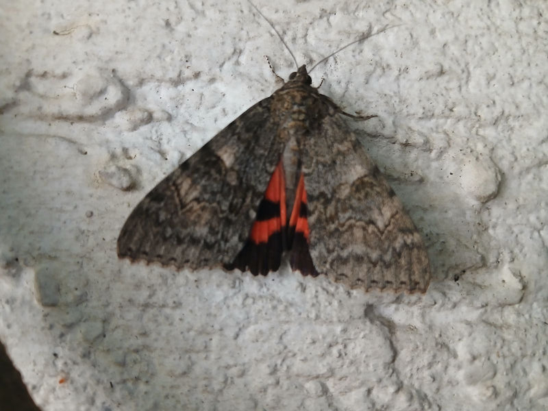 Rood lint — Bild 2