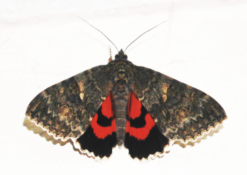 Rood lint — Bild 1