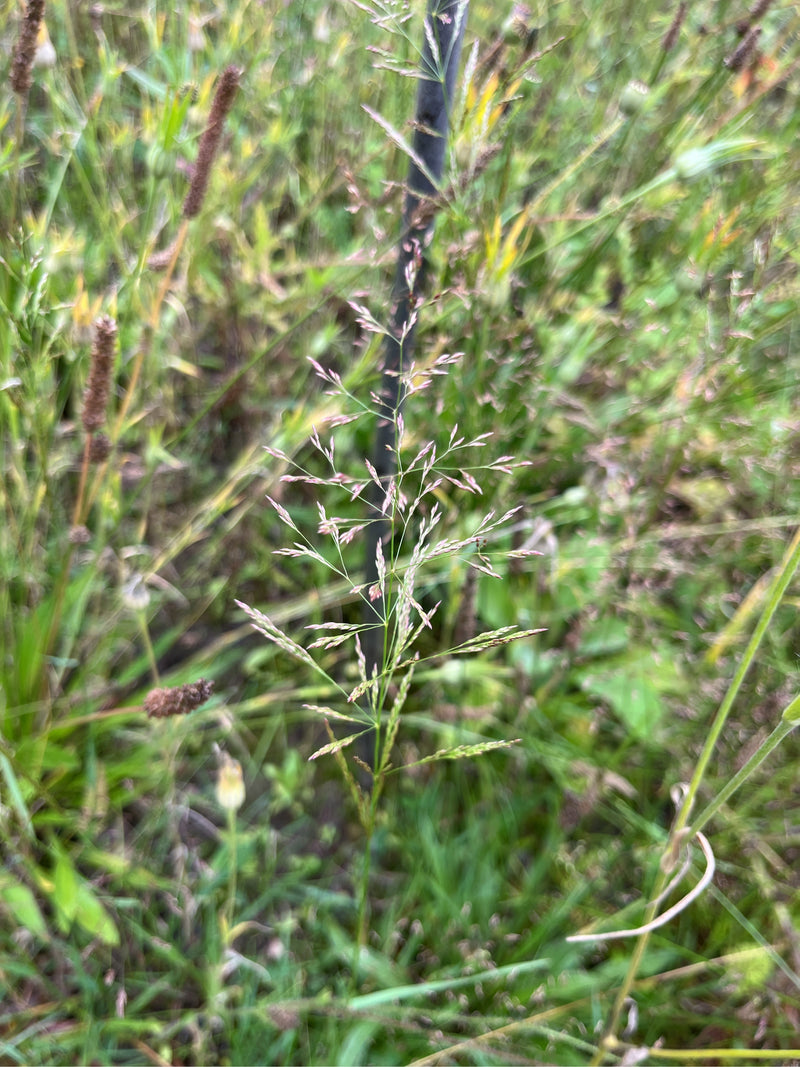 Rood gebogen gras — Bild 2