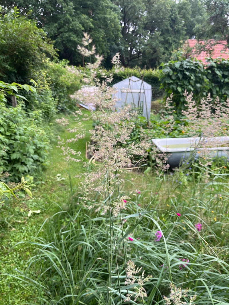 Rood gebogen gras — Bild 1