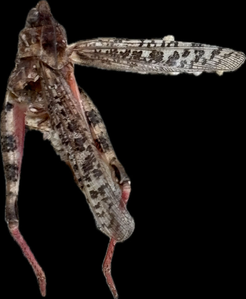 Roodvleugelinsect uit de woestenij — Bild 1