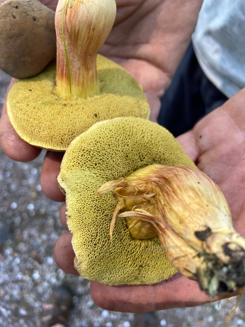 Roodvoetboletus — Bild 1