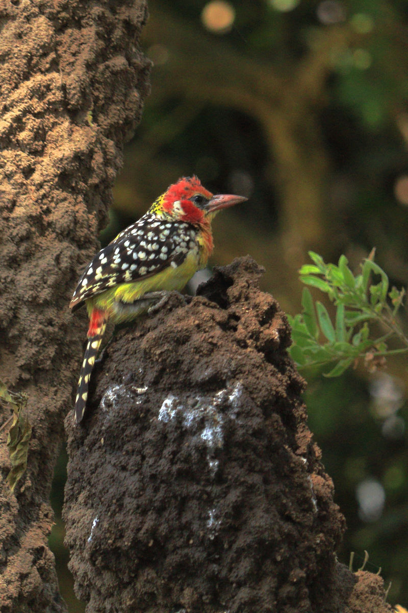 Rood-gele Baardvogel — Bild 1
