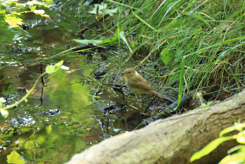 Een jonge roodborst staat op de modderige oever van een beek. Groene grassen en planten groeien op de achtergrond.