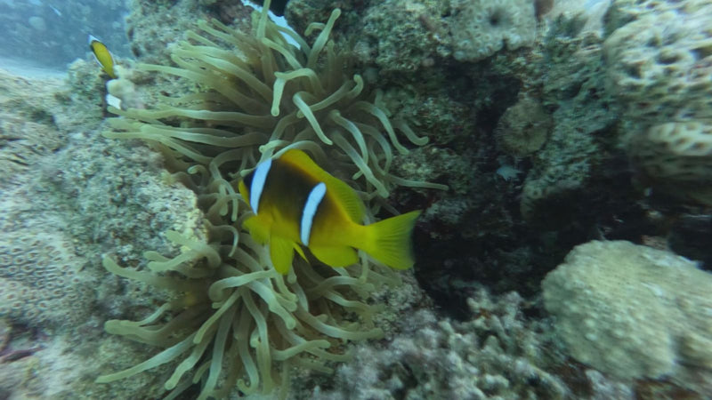 Rotmeer-Anemonenfisch — foto 1 van 1