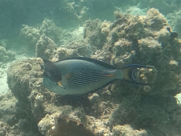 Doktervis uit de Rode Zee — Bild 1