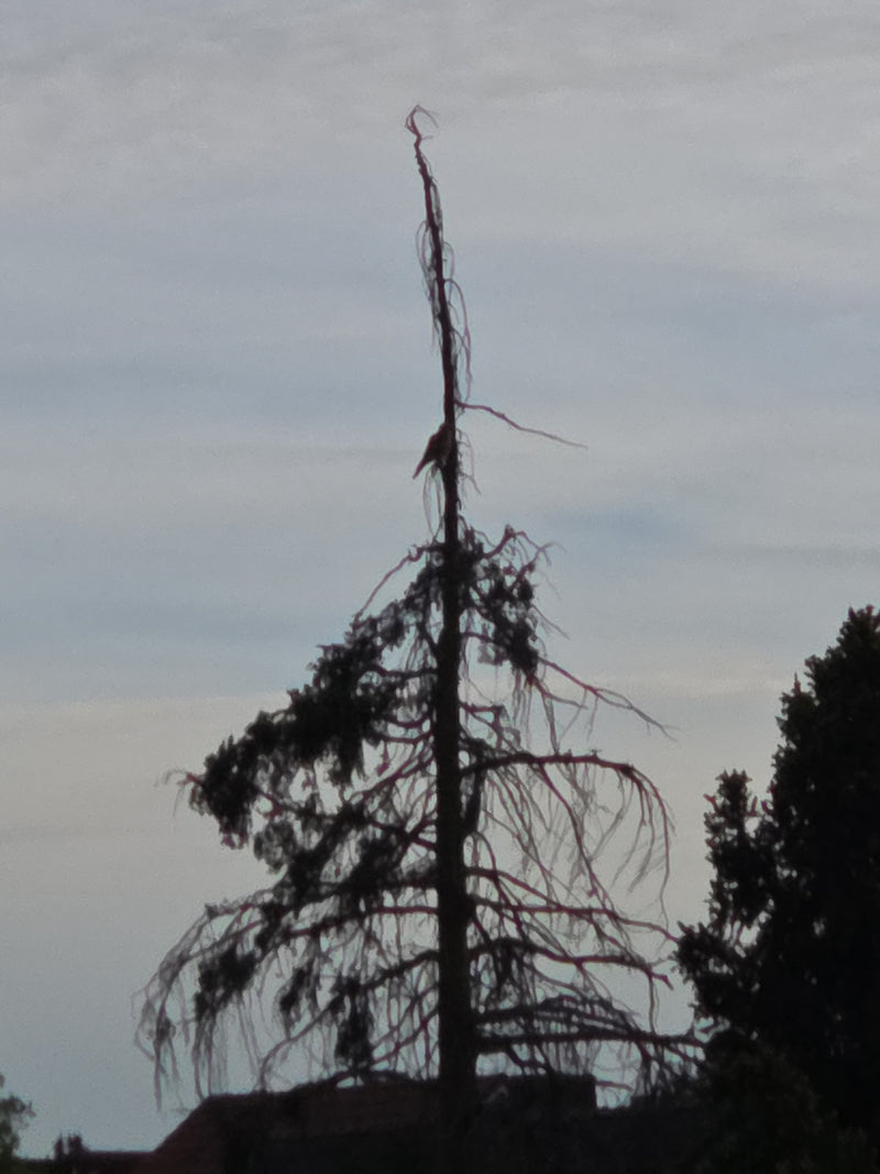 Rode vlieger — Bild 1