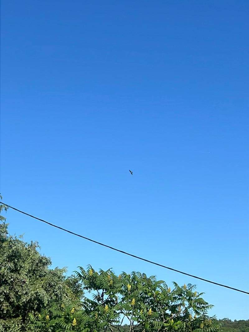 Een rode wouw vliegt hoog in de blauwe lucht. Het dier is alleen zichtbaar als een klein silhouet.