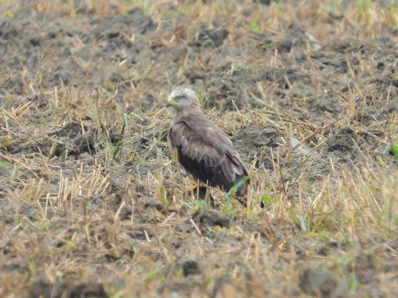 Een rode wouw staat op de grond van een geoogst veld en kijkt aandachtig opzij.