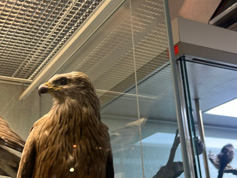 Te zien is een opgezet exemplaar van een rode wouw in een vitrine. De kop en borst van de vogel zijn duidelijk in profiel te zien.